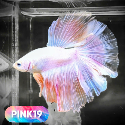 Pink Halfmoon Male Betta Fish | You Pick Fish | Order Directly From Farm
