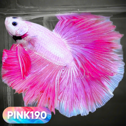 Pink Halfmoon Male Betta Fish | You Pick Fish | Order Directly From Farm