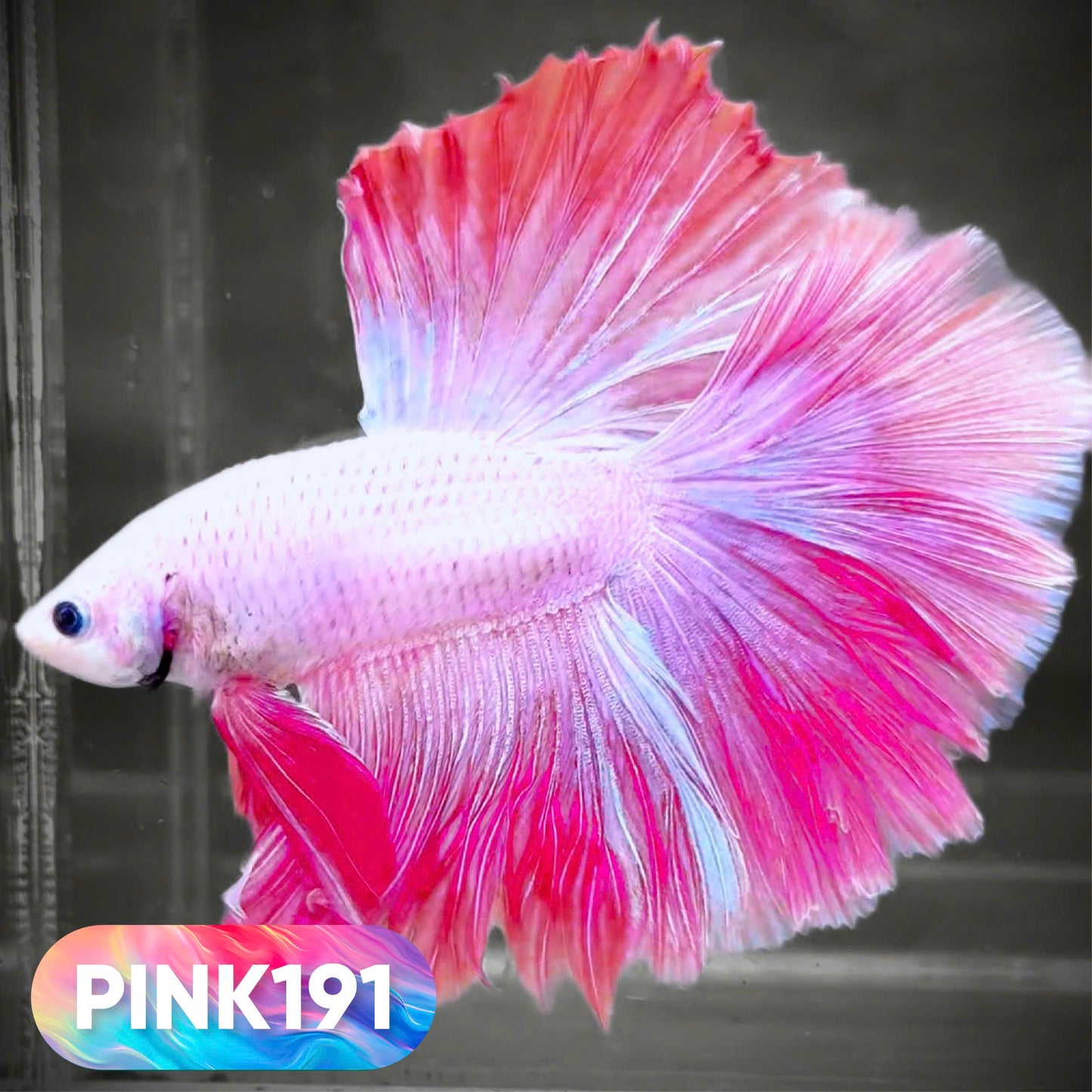 Pink Halfmoon Male Betta Fish | You Pick Fish | Order Directly From Farm