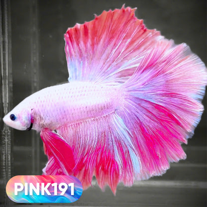 Pink Halfmoon Male Betta Fish | You Pick Fish | Order Directly From Farm