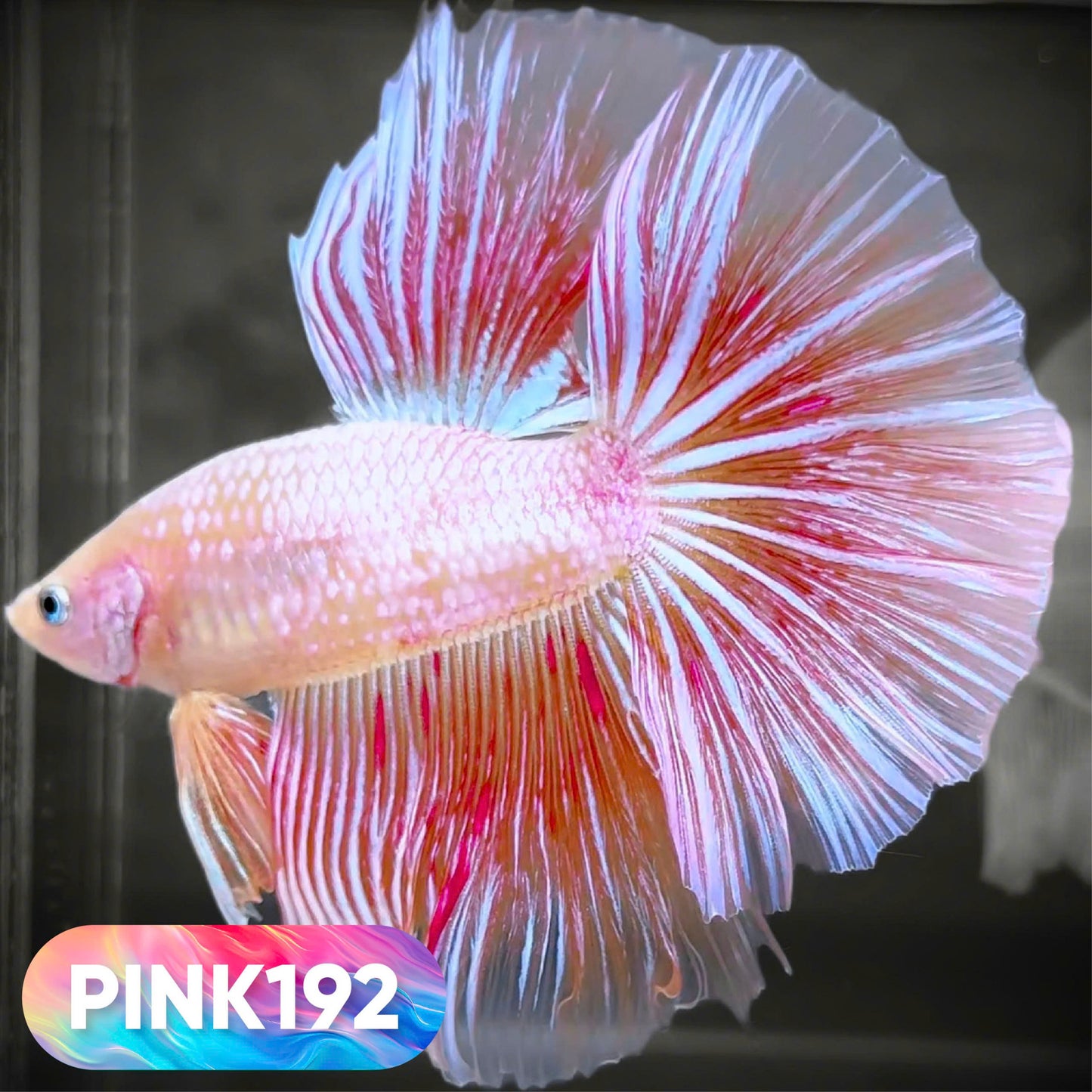 Pink Halfmoon Male Betta Fish | You Pick Fish | Order Directly From Farm