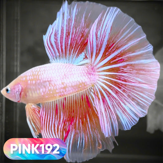 Pink Halfmoon Male Betta Fish | You Pick Fish | Order Directly From Farm