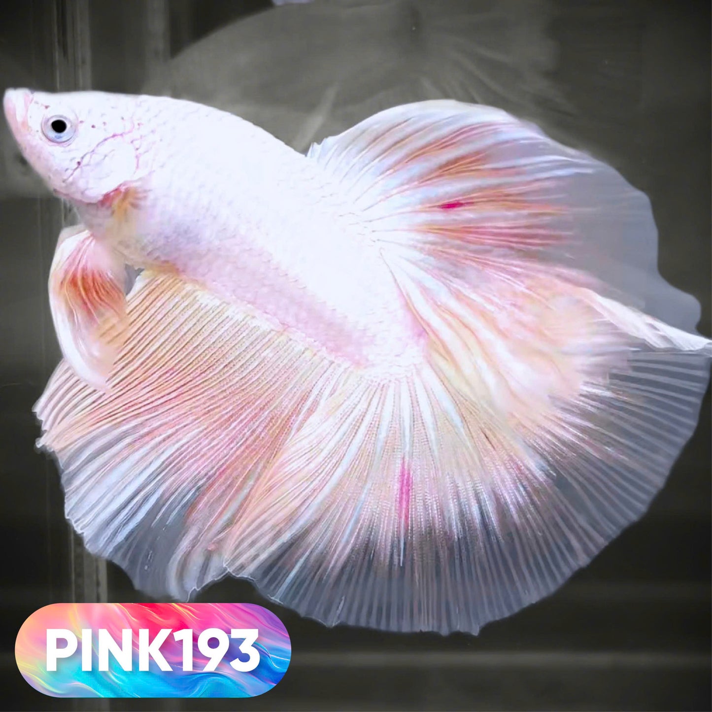 Pink Halfmoon Male Betta Fish | You Pick Fish | Order Directly From Farm