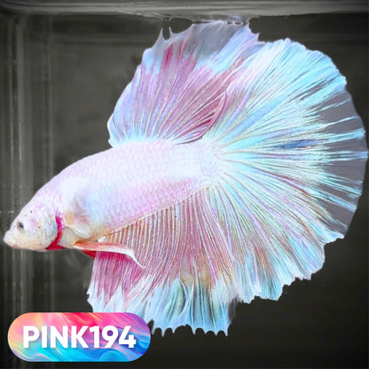 Pink Halfmoon Male Betta Fish | You Pick Fish | Order Directly From Farm