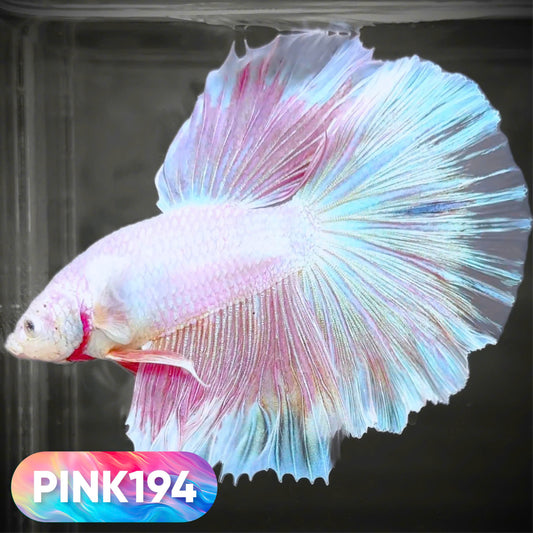 Pink Halfmoon Male Betta Fish | You Pick Fish | Order Directly From Farm