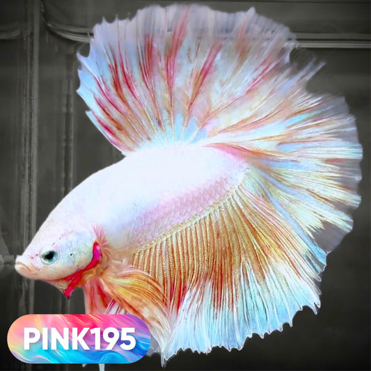 Pink Halfmoon Male Betta Fish | You Pick Fish | Order Directly From Farm
