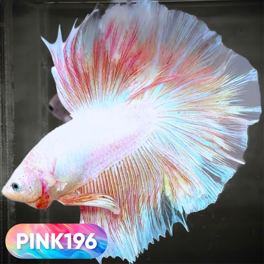 Pink Halfmoon Male Betta Fish | You Pick Fish | Order Directly From Farm
