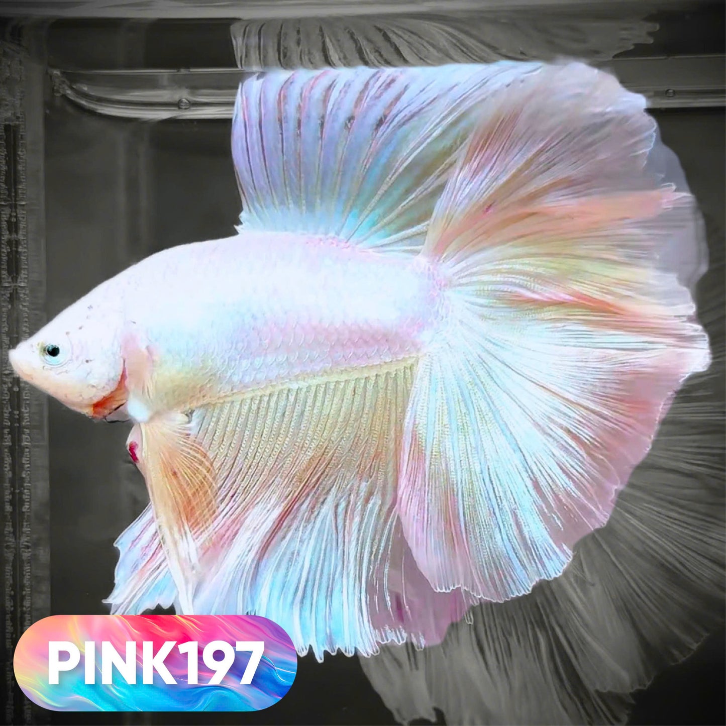 Pink Halfmoon Male Betta Fish | You Pick Fish | Order Directly From Farm