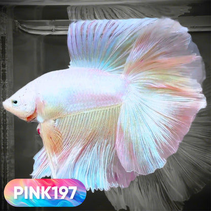 Pink Halfmoon Male Betta Fish | You Pick Fish | Order Directly From Farm