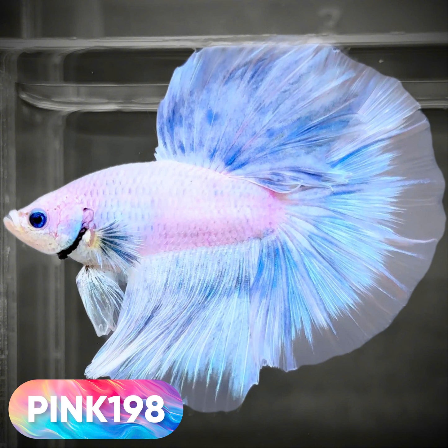 Pink Halfmoon Male Betta Fish | You Pick Fish | Order Directly From Farm