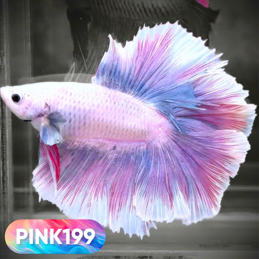 Pink Halfmoon Male Betta Fish | You Pick Fish | Order Directly From Farm
