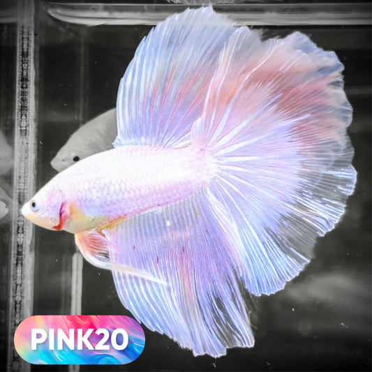 Pink Halfmoon Male Betta Fish | You Pick Fish | Order Directly From Farm