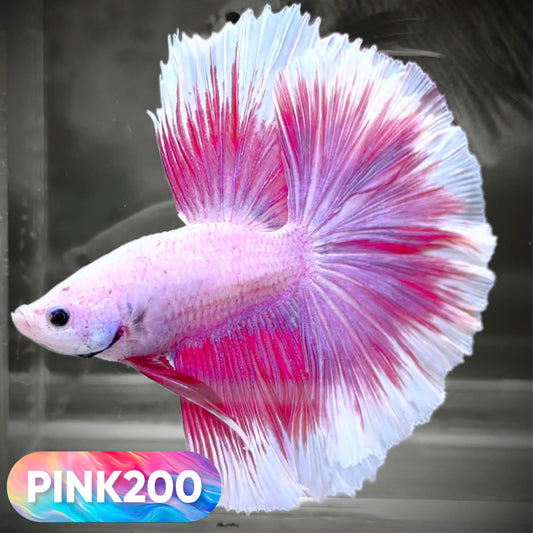 Pink Halfmoon Male Betta Fish | You Pick Fish | Order Directly From Farm