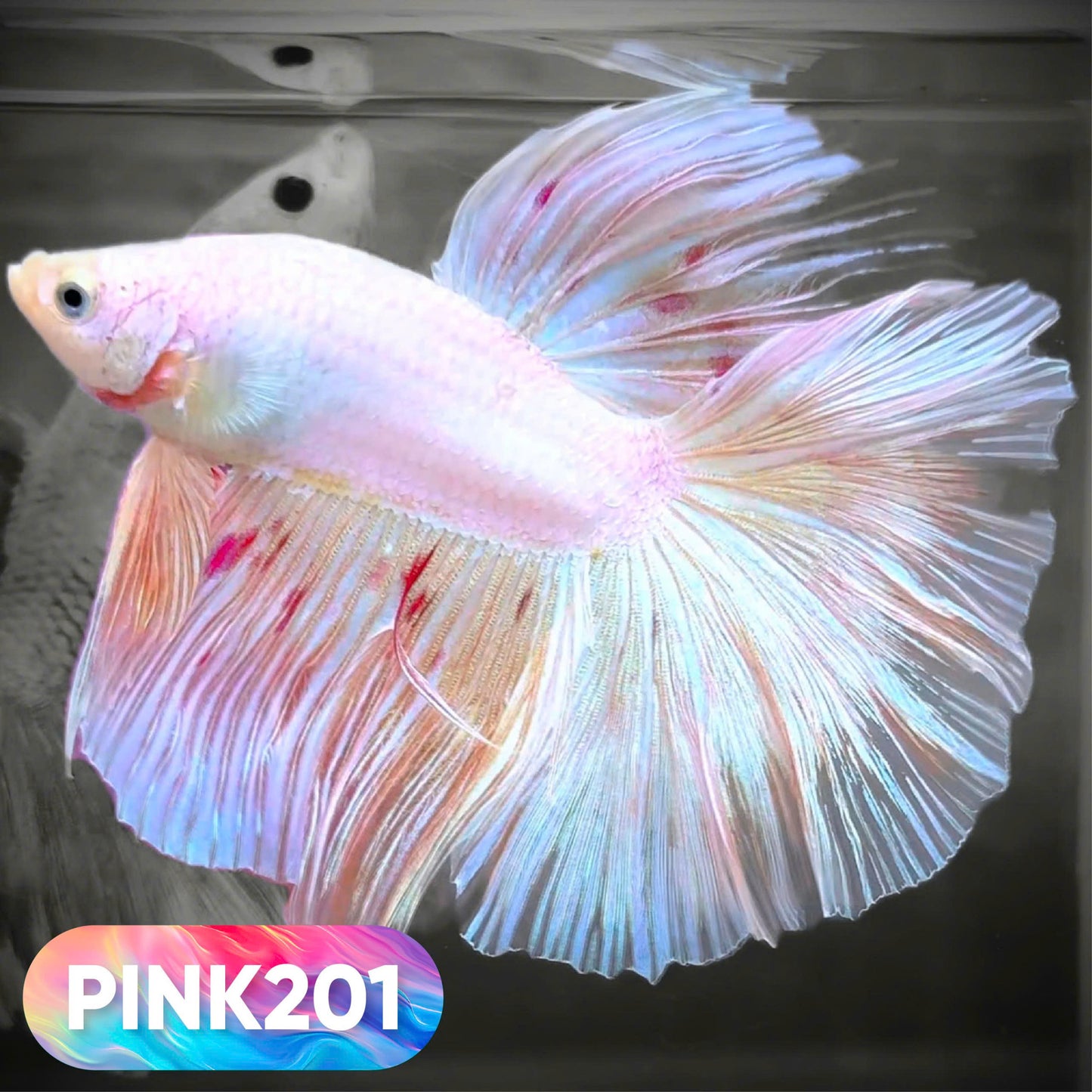 Pink Halfmoon Male Betta Fish | You Pick Fish | Order Directly From Farm