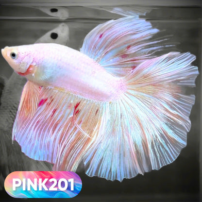 Pink Halfmoon Male Betta Fish | You Pick Fish | Order Directly From Farm