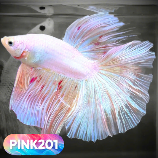 Pink Halfmoon Male Betta Fish | You Pick Fish | Order Directly From Farm