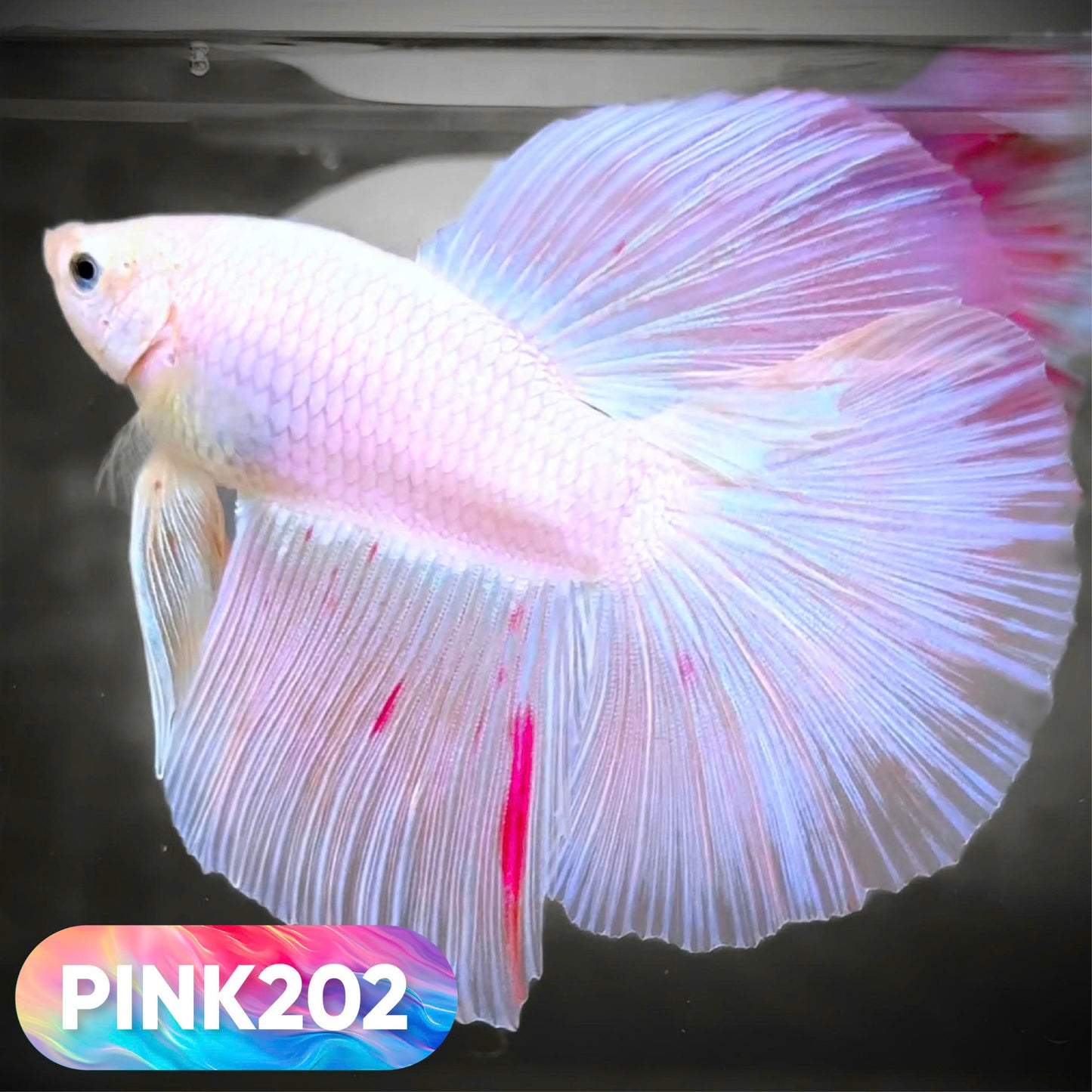 Pink Halfmoon Male Betta Fish | You Pick Fish | Order Directly From Farm