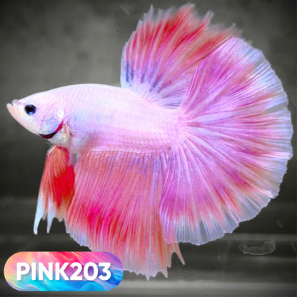 Pink Halfmoon Male Betta Fish | You Pick Fish | Order Directly From Farm