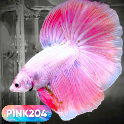 Pink Halfmoon Male Betta Fish | You Pick Fish | Order Directly From Farm