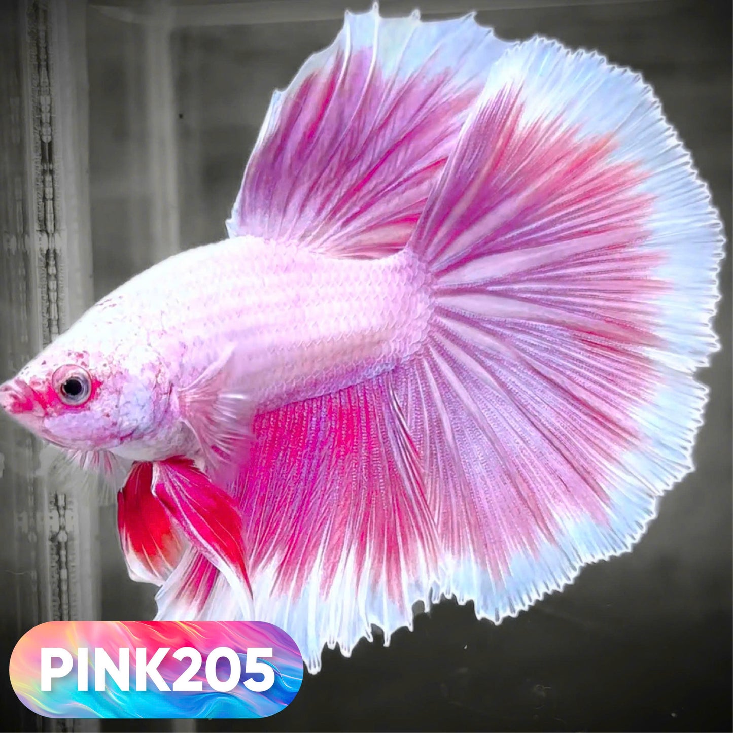 Pink Halfmoon Male Betta Fish | You Pick Fish | Order Directly From Farm