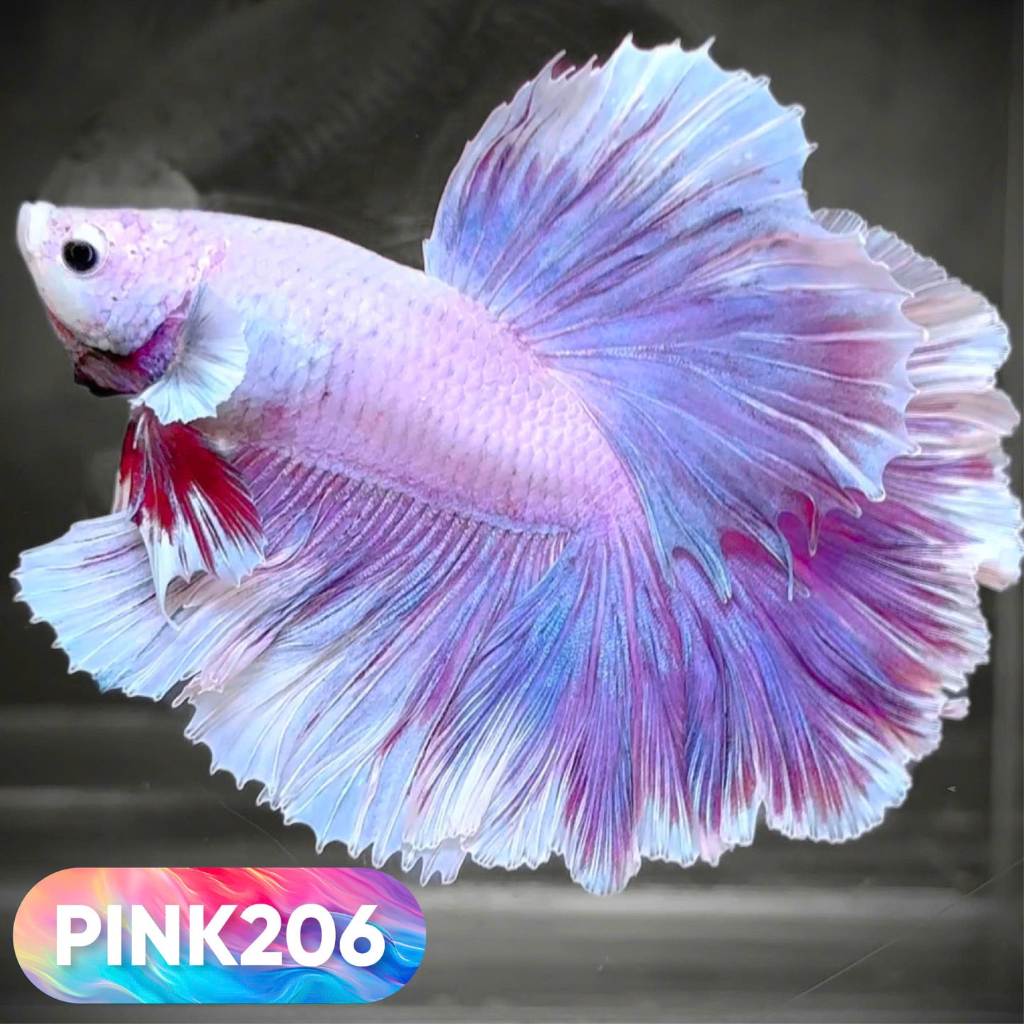 Pink Halfmoon Male Betta Fish | You Pick Fish | Order Directly From Farm