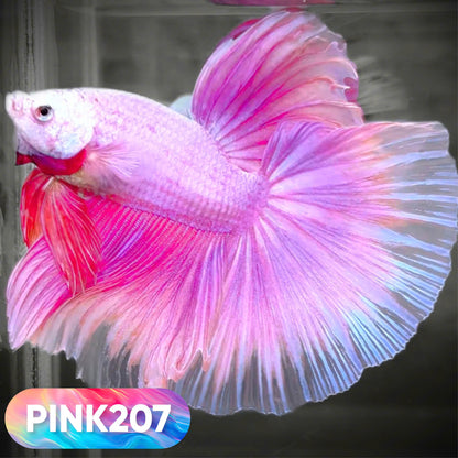 Pink Halfmoon Male Betta Fish | You Pick Fish | Order Directly From Farm