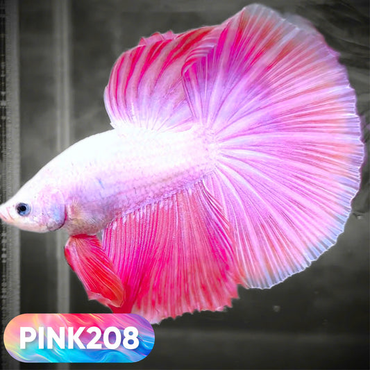 Pink Halfmoon Male Betta Fish | You Pick Fish | Order Directly From Farm
