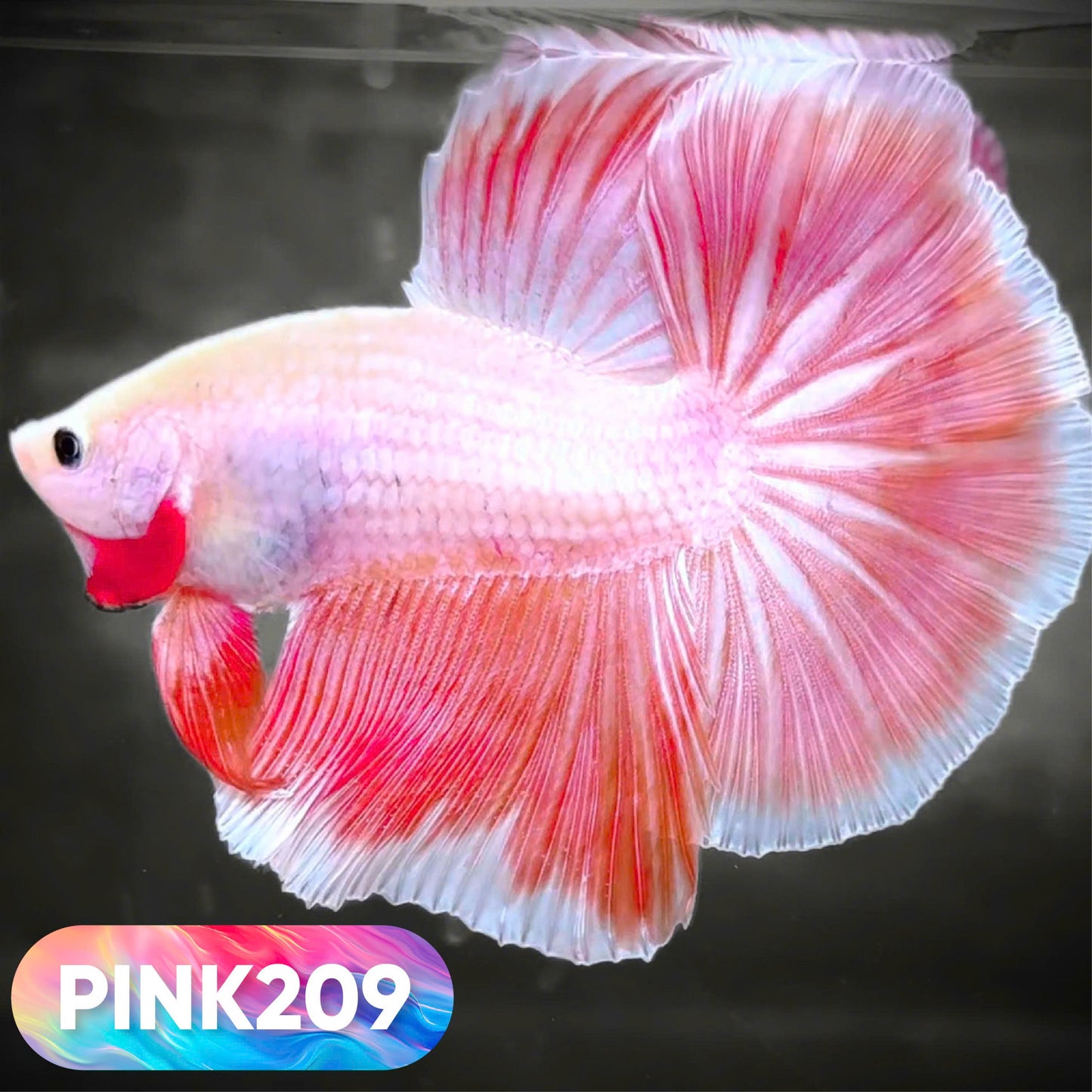 Pink Halfmoon Male Betta Fish | You Pick Fish | Order Directly From Farm
