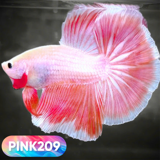 Pink Halfmoon Male Betta Fish | You Pick Fish | Order Directly From Farm