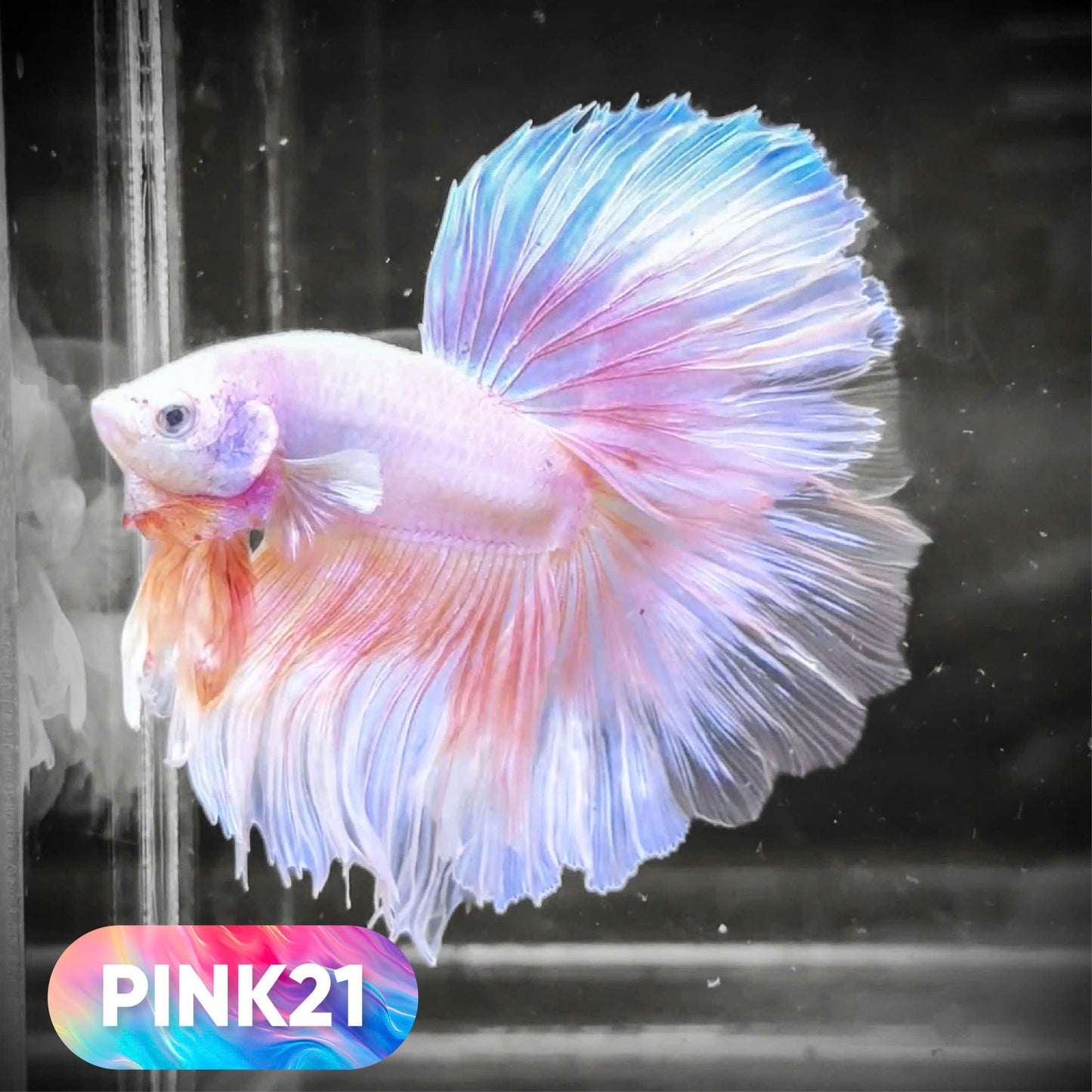 Pink Halfmoon Male Betta Fish | You Pick Fish | Order Directly From Farm
