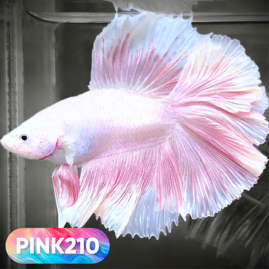 Pink Halfmoon Male Betta Fish | You Pick Fish | Order Directly From Farm