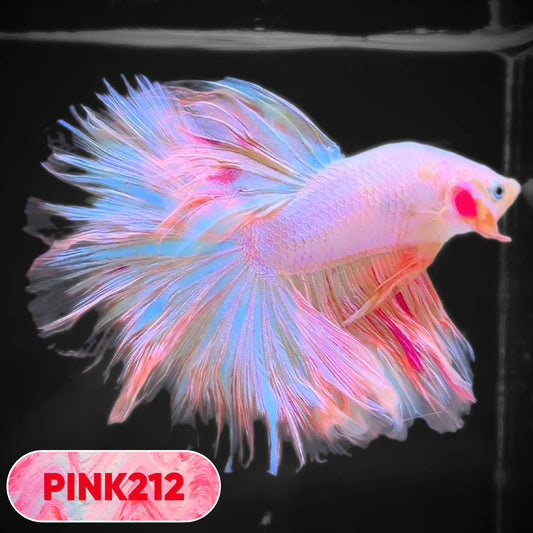 Pink Halfmoon Male Betta Fish | You Pick Fish | Order Directly From Farm