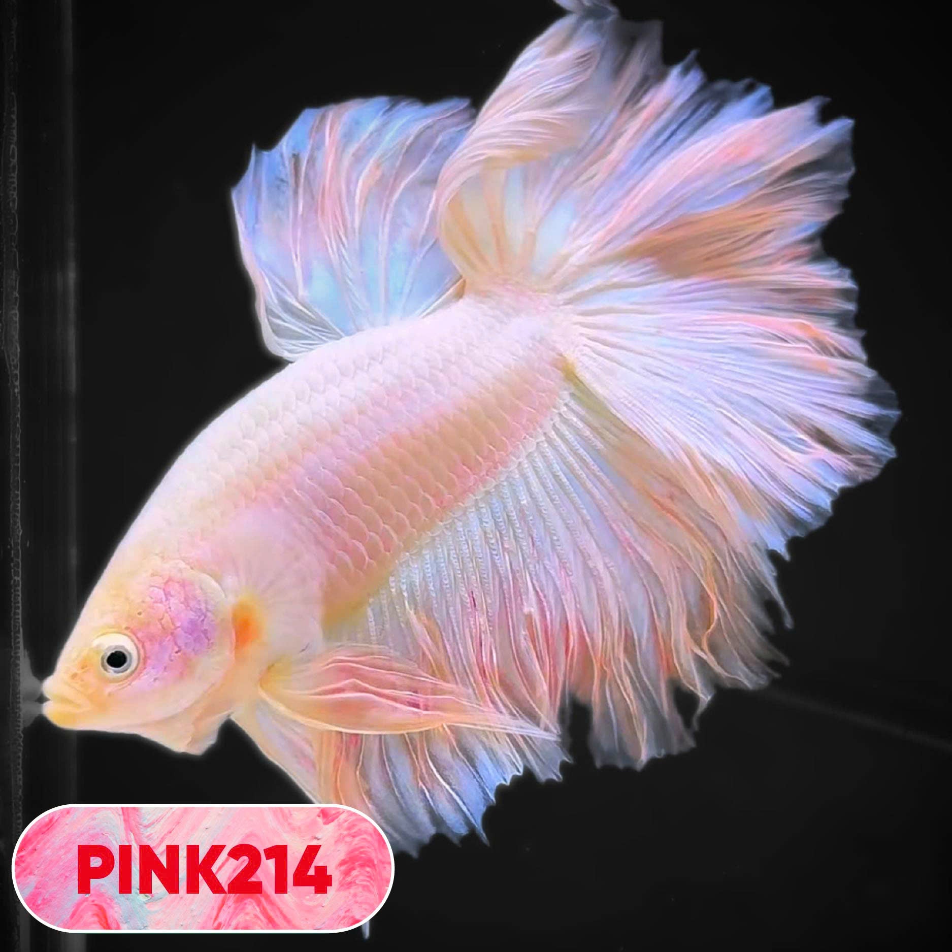 Pink Halfmoon Male Betta Fish | You Pick Fish | Order Directly From Farm