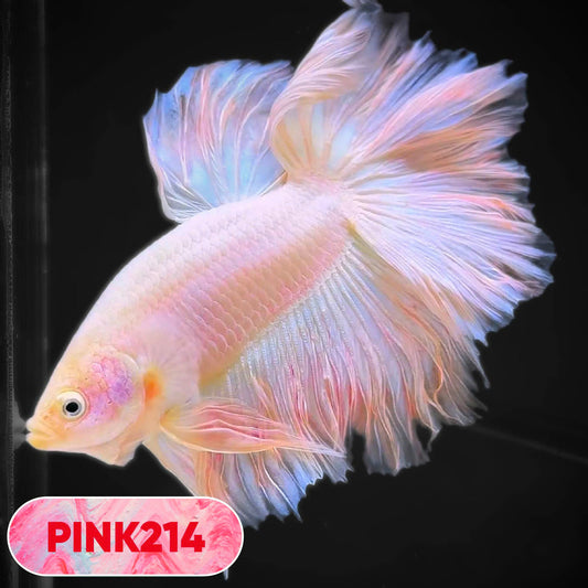 Pink Halfmoon Male Betta Fish | You Pick Fish | Order Directly From Farm