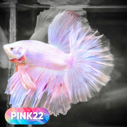Pink Halfmoon Male Betta Fish | You Pick Fish | Order Directly From Farm