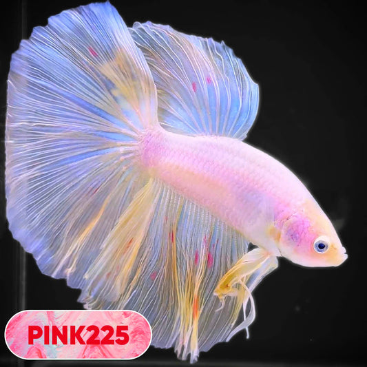 Pink Halfmoon Male Betta Fish | You Pick Fish | Order Directly From Farm