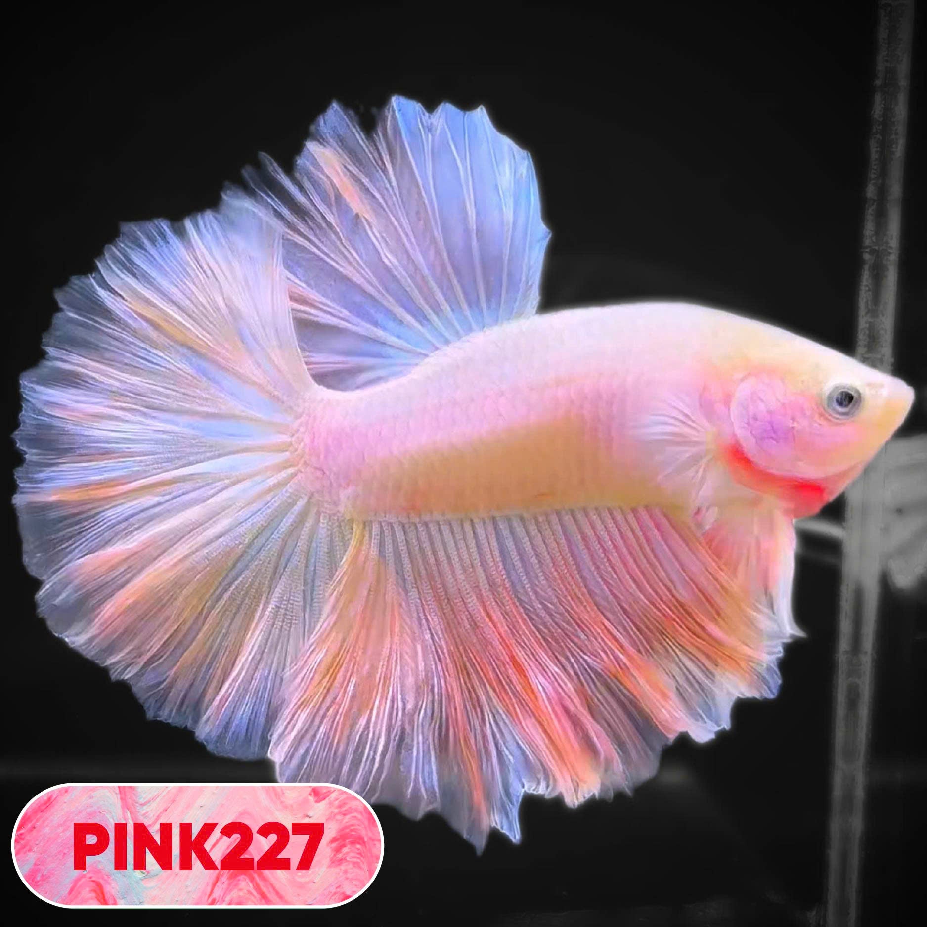 Pink Halfmoon Male Betta Fish | You Pick Fish | Order Directly From Farm