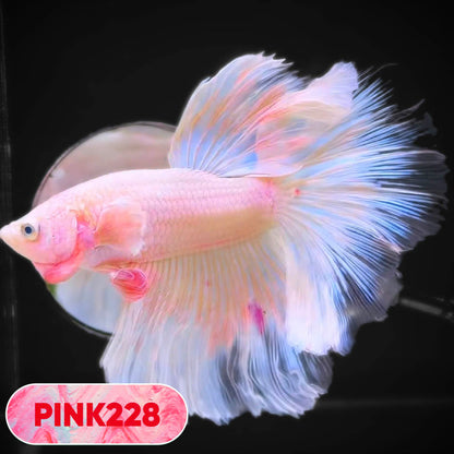 Pink Halfmoon Male Betta Fish | You Pick Fish | Order Directly From Farm