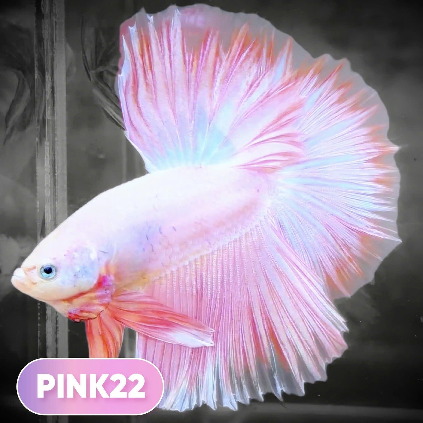 Pink Halfmoon Male Betta Fish | You Pick Fish | Order Directly From Farm