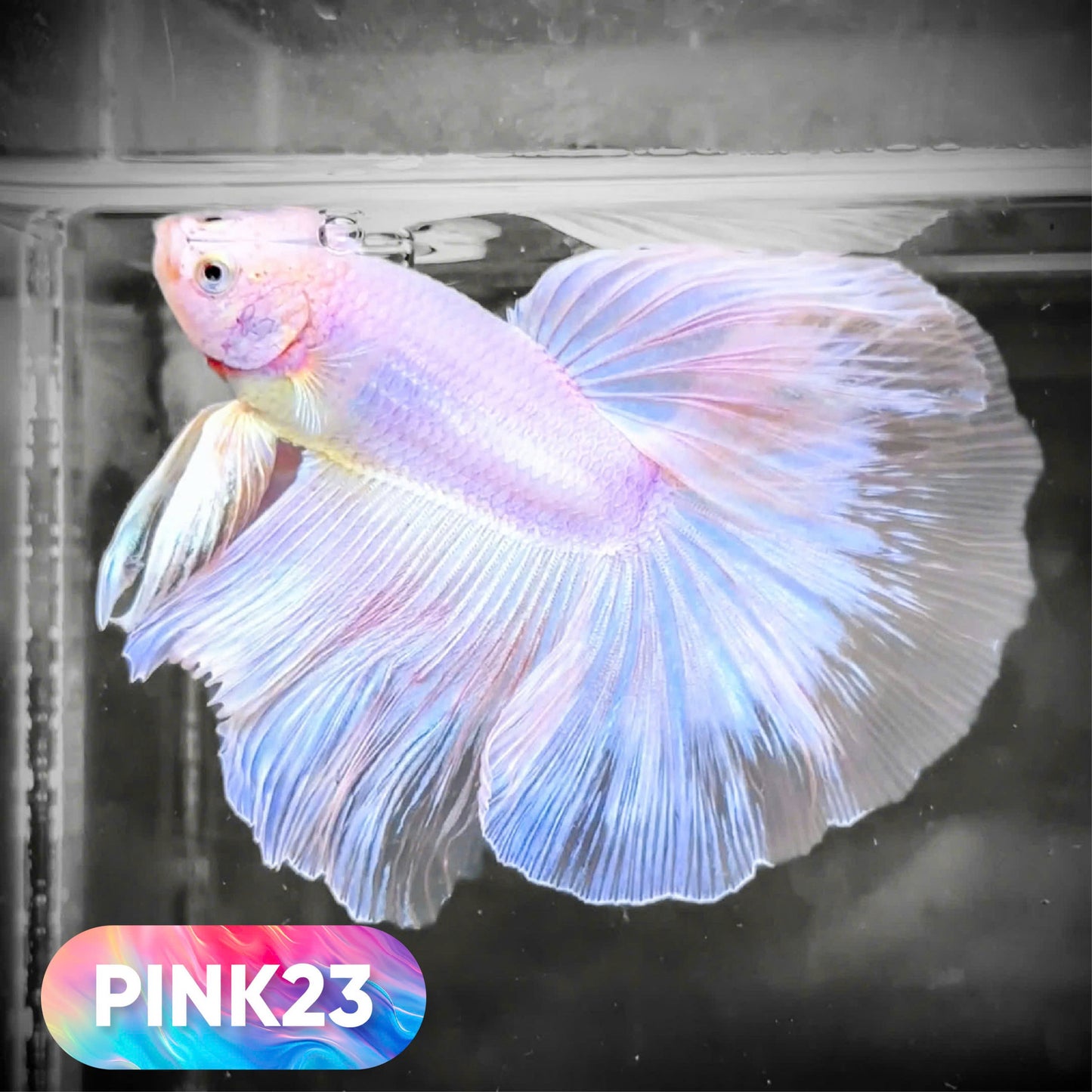 Pink Halfmoon Male Betta Fish | You Pick Fish | Order Directly From Farm