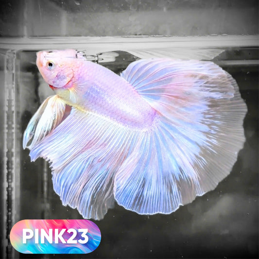 Pink Halfmoon Male Betta Fish | You Pick Fish | Order Directly From Farm