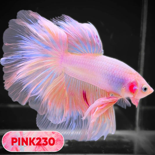 Pink Halfmoon Male Betta Fish | You Pick Fish | Order Directly From Farm