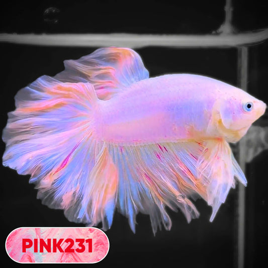 Pink Halfmoon Male Betta Fish | You Pick Fish | Order Directly From Farm