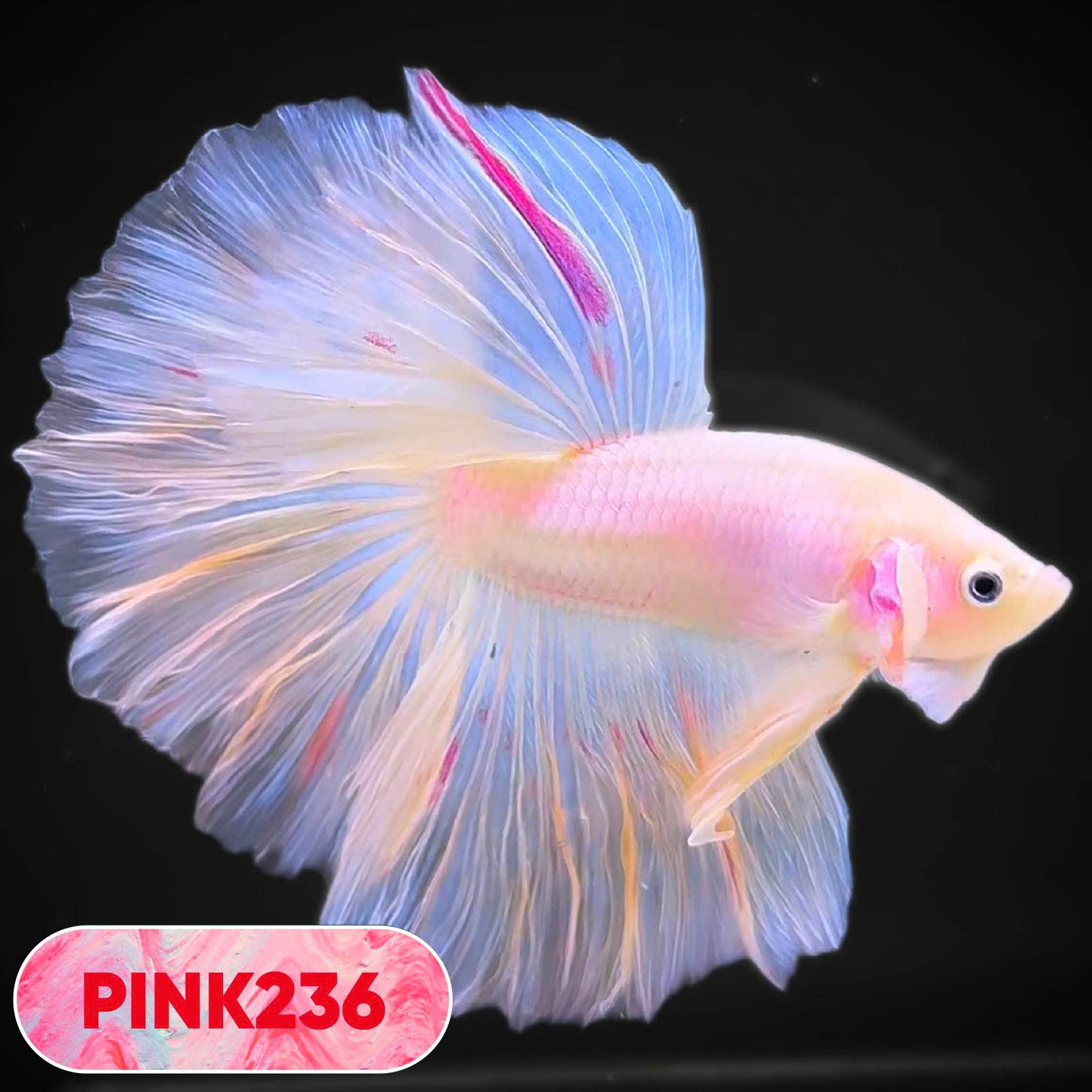 Pink Halfmoon Male Betta Fish | You Pick Fish | Order Directly From Farm