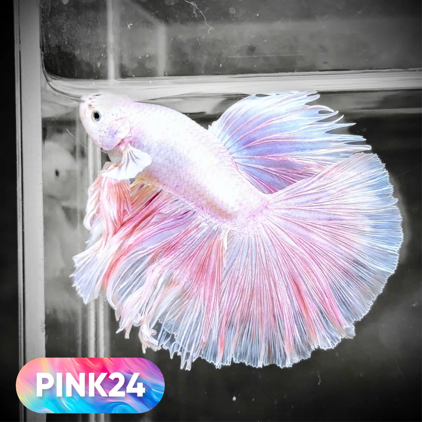Pink Halfmoon Male Betta Fish | You Pick Fish | Order Directly From Farm