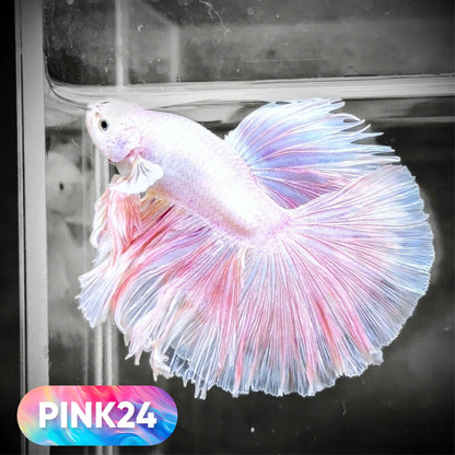 Pink Halfmoon Male Betta Fish | You Pick Fish | Order Directly From Farm
