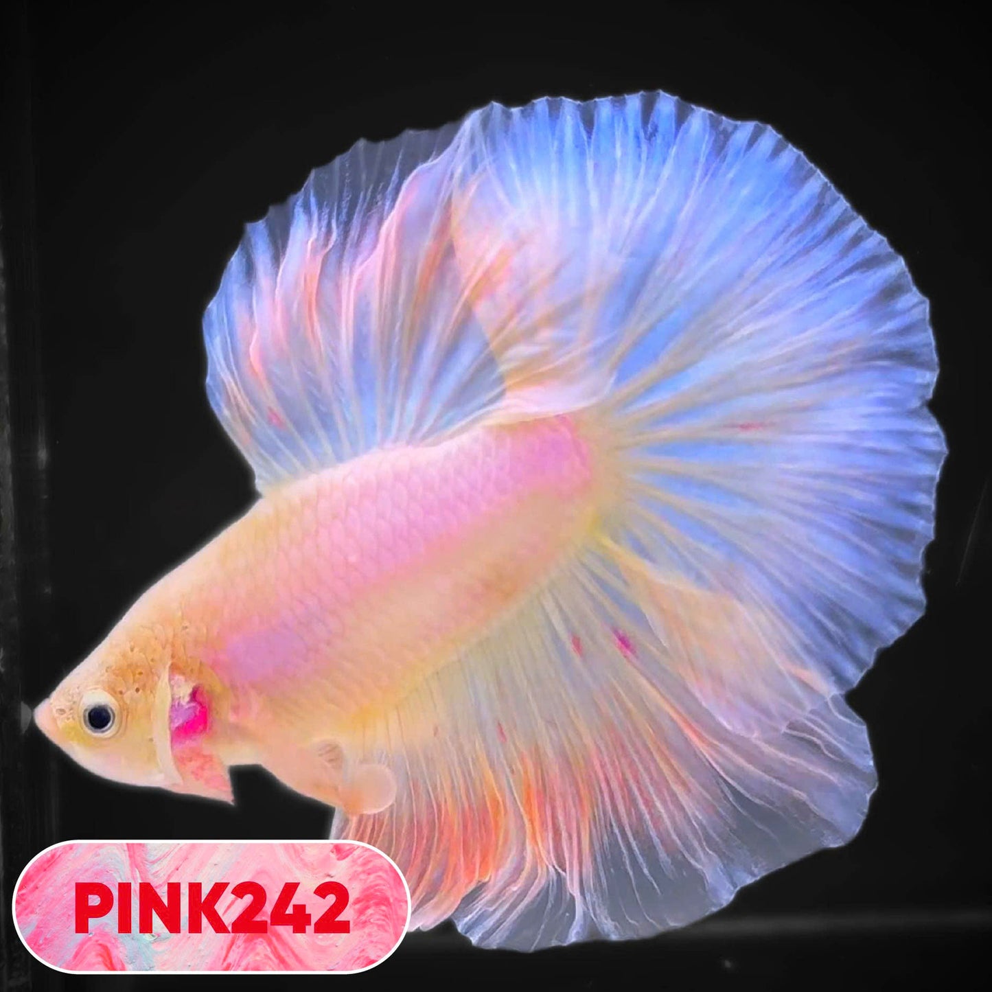 Pink Halfmoon Male Betta Fish | You Pick Fish | Order Directly From Farm
