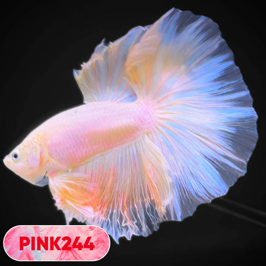 Pink Halfmoon Male Betta Fish | You Pick Fish | Order Directly From Farm
