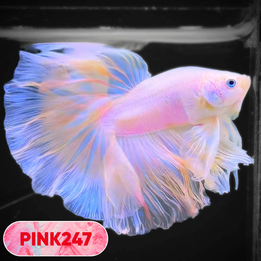 Pink Halfmoon Male Betta Fish | You Pick Fish | Order Directly From Farm