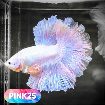 Pink Halfmoon Male Betta Fish | You Pick Fish | Order Directly From Farm